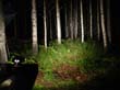 zlight37